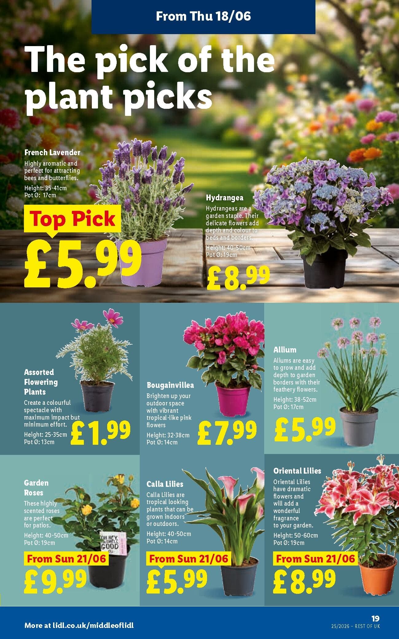 Lidl Weekly Leaflet - Wales Seite 21