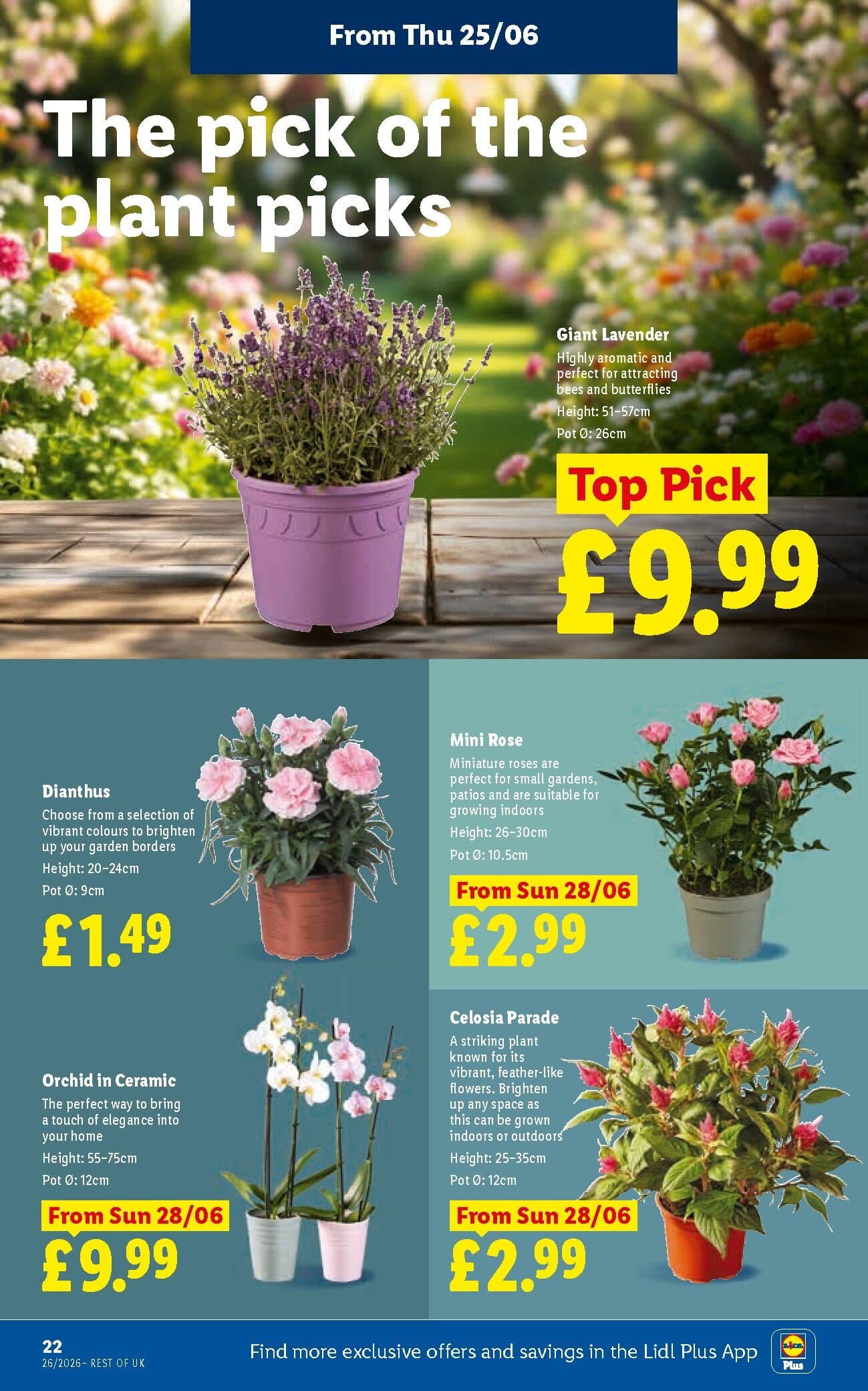 Lidl Weekly Leaflet - Scotland page 26